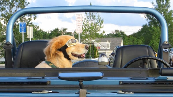 Dog in the passenger seat of a car