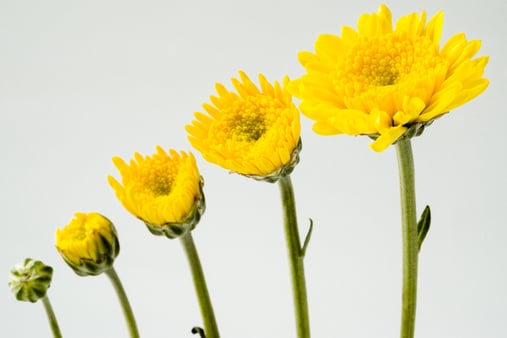 The Many Benefits of Employee Mentoring