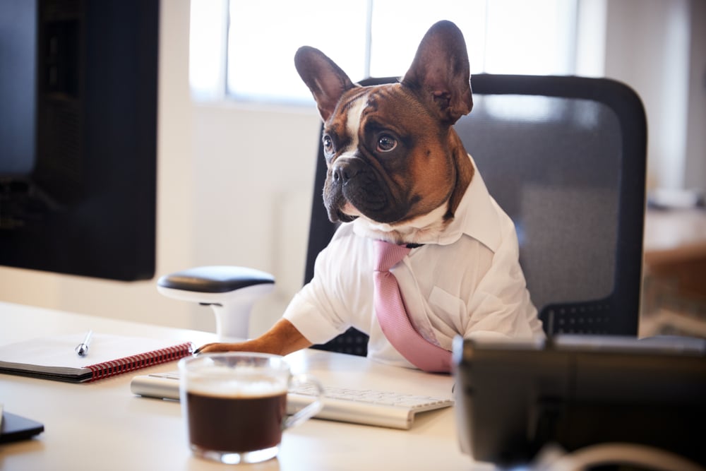 Pets in the Office: The Pros and Cons